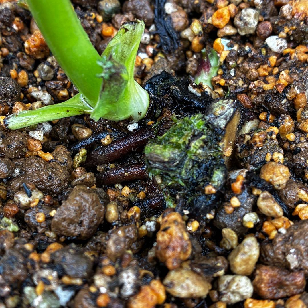 ま*こ様 3554☘️ラスト2☘️蕾花付☘️親株☘️特大7号⭐️黒タグ付(入手時