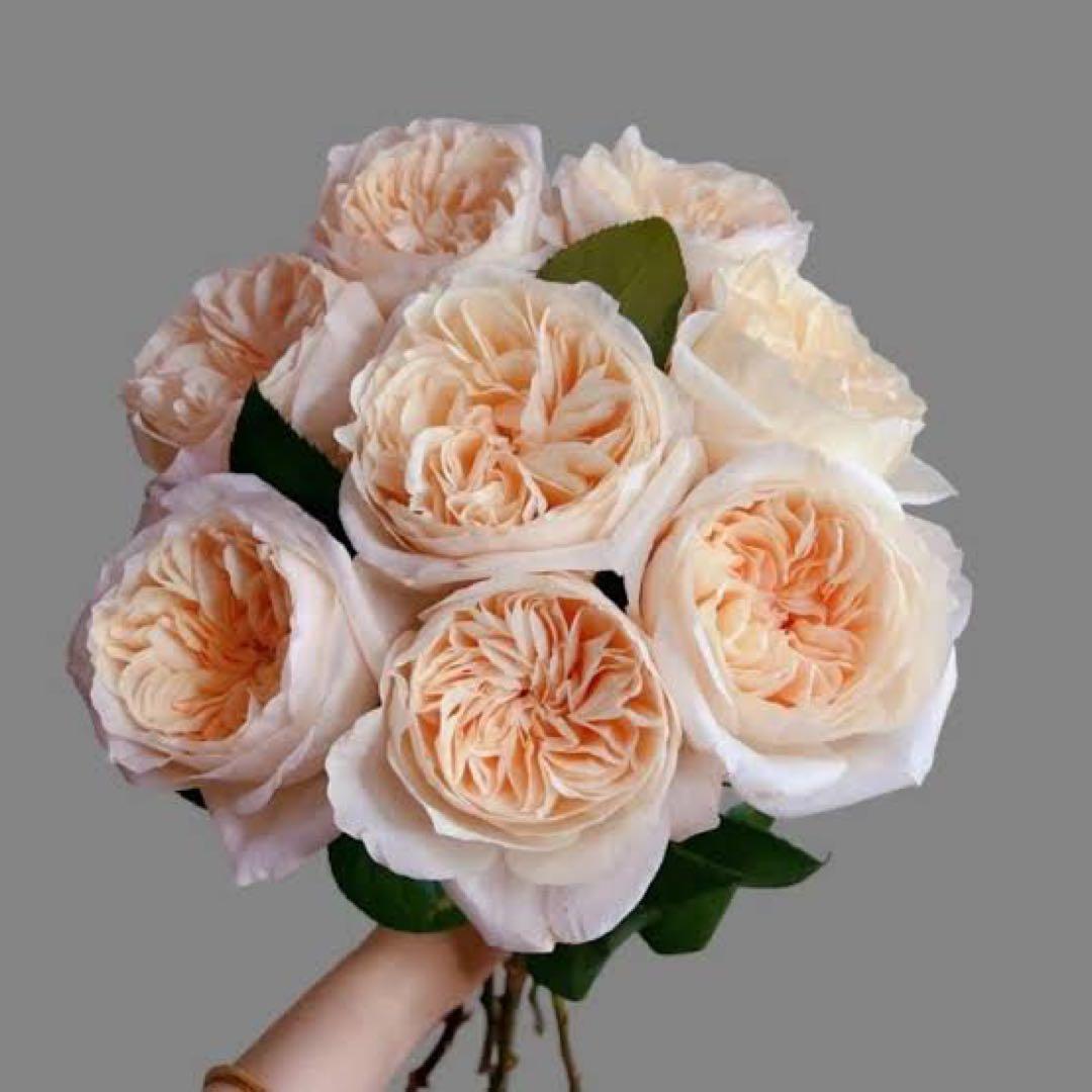 バラ苗　切りバラ苗. B♡ssie