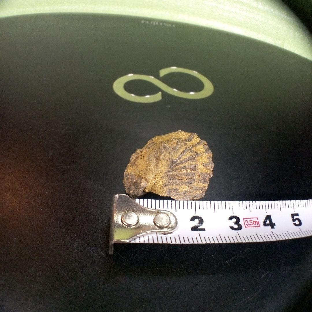 三葉虫　化石　fossil　ボリビア産　trilobite　Bolivia化石⑥