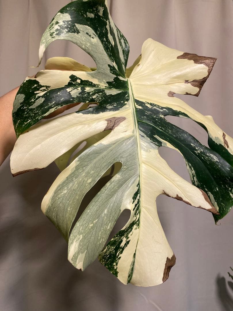 b*r様 Monstera deliciosa 'White Tears'白斑