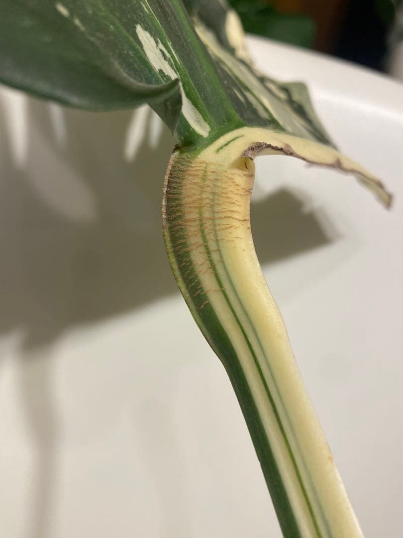 b*r様 Monstera deliciosa 'White Tears'白斑