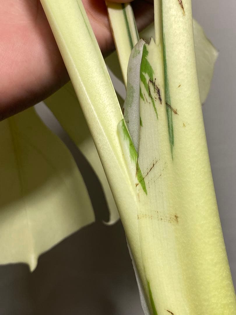 b*r様 Monstera deliciosa 'White Tears'白斑