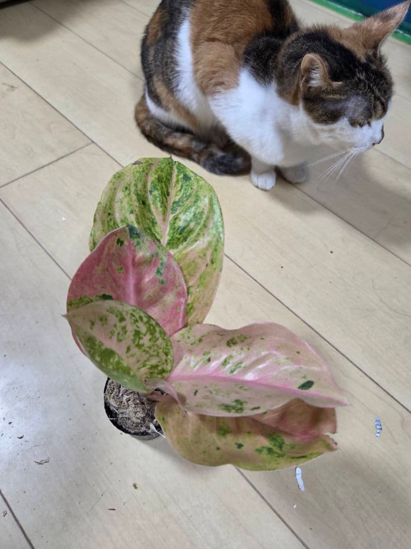 セール　アグラオネマ　エメラルド　ピンクローズ　観葉植物