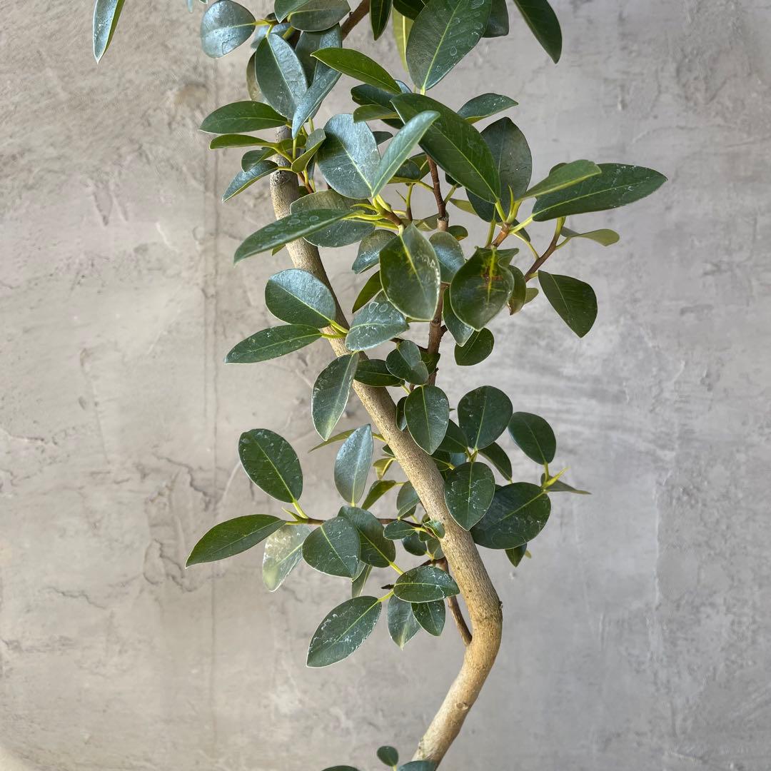 大型　フランスゴムの木　螺旋仕立て　陶器鉢　植え込み発送