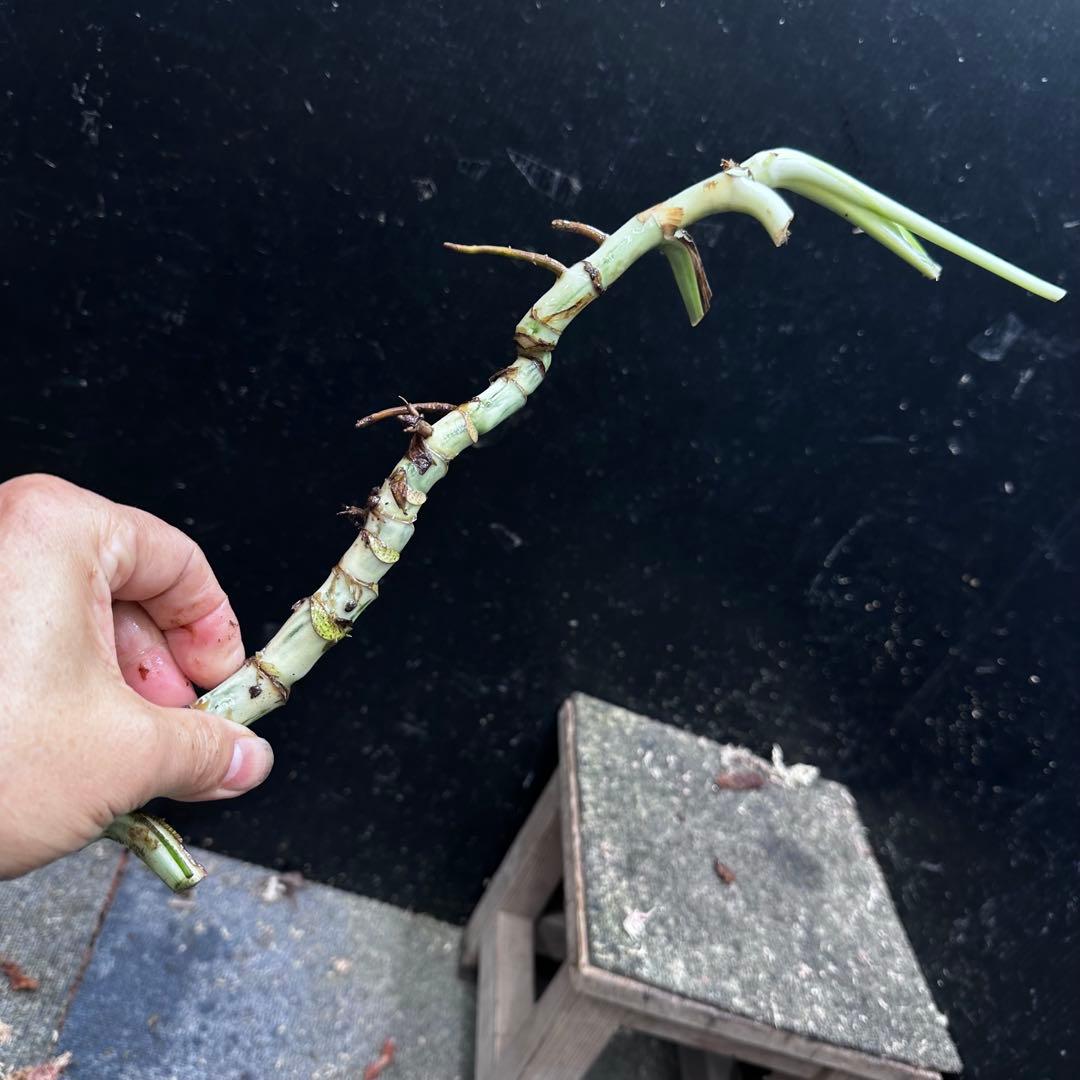 a*a様 斑入りモンステラホワイトタイガー茎7株おまとめ