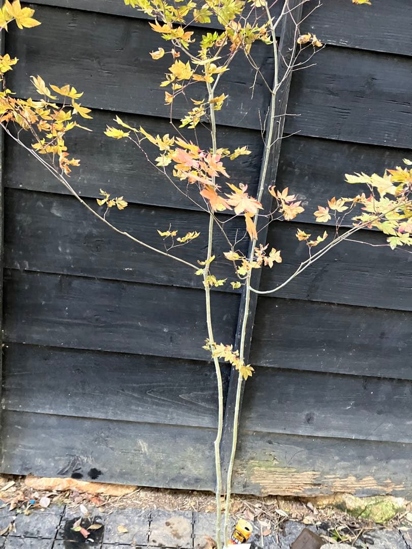 103 山採り　コハウチワカエデ