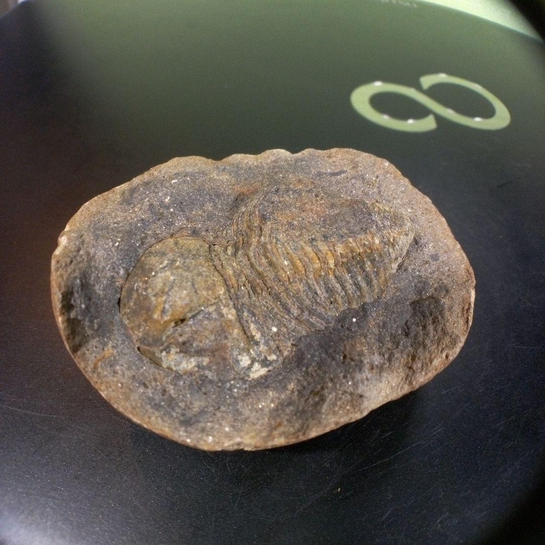 三葉虫　化石　fossil　ボリビア産　trilobite　三葉虫判別③