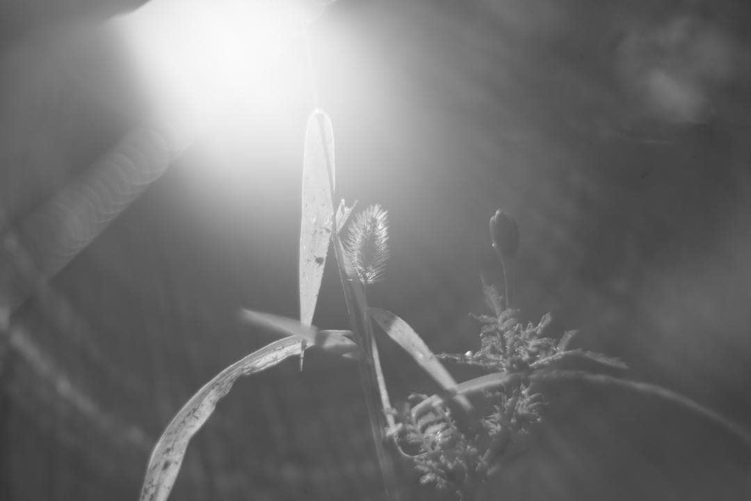 Primoplan 58mm f1.9V 整備済 マウントアダプタ付