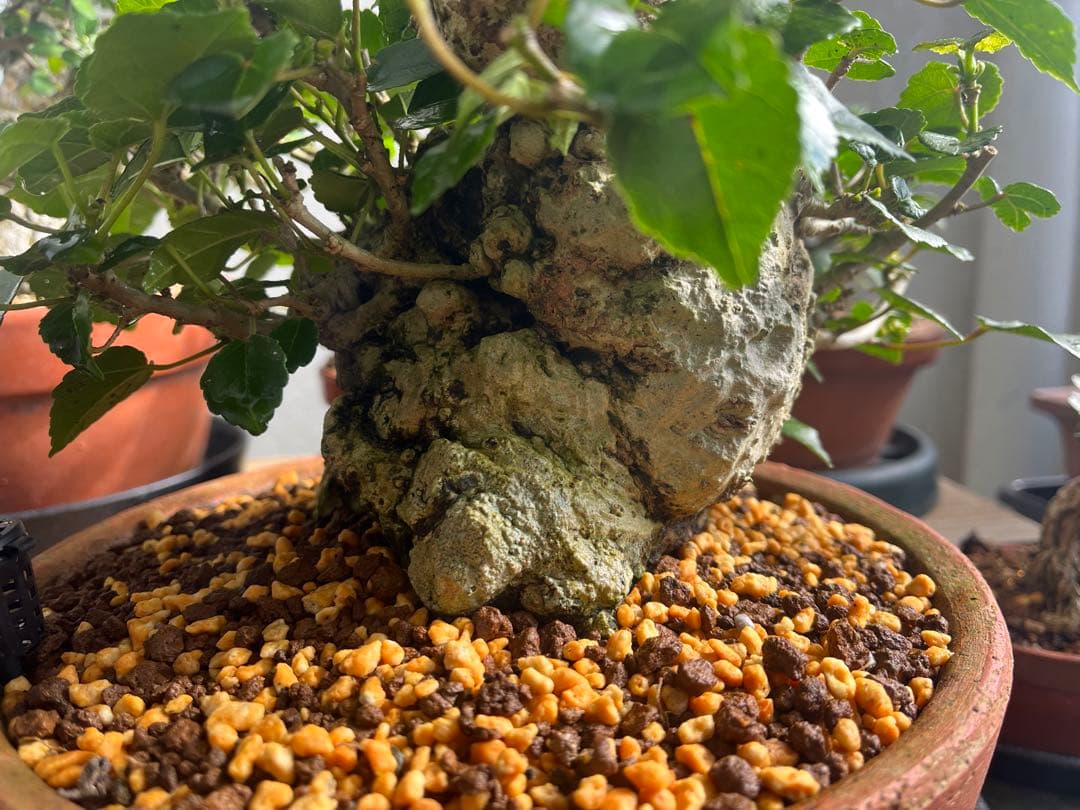 ✨✨✨オキナワオオハマボウ【◎良品素材】検/ユウナ/ハート葉happy♪