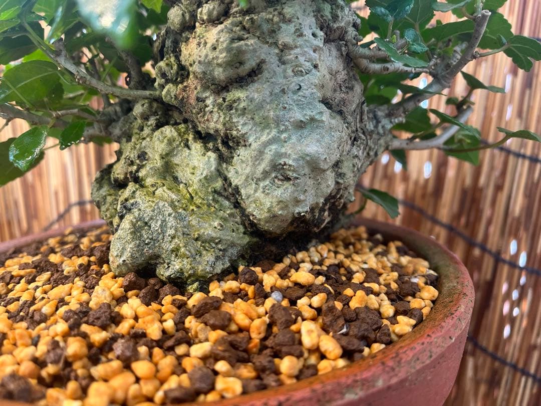 ✨✨✨オキナワオオハマボウ【◎良品素材】検/ユウナ/ハート葉happy♪