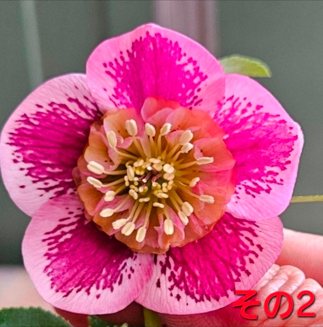 クリスマスローズ....その2