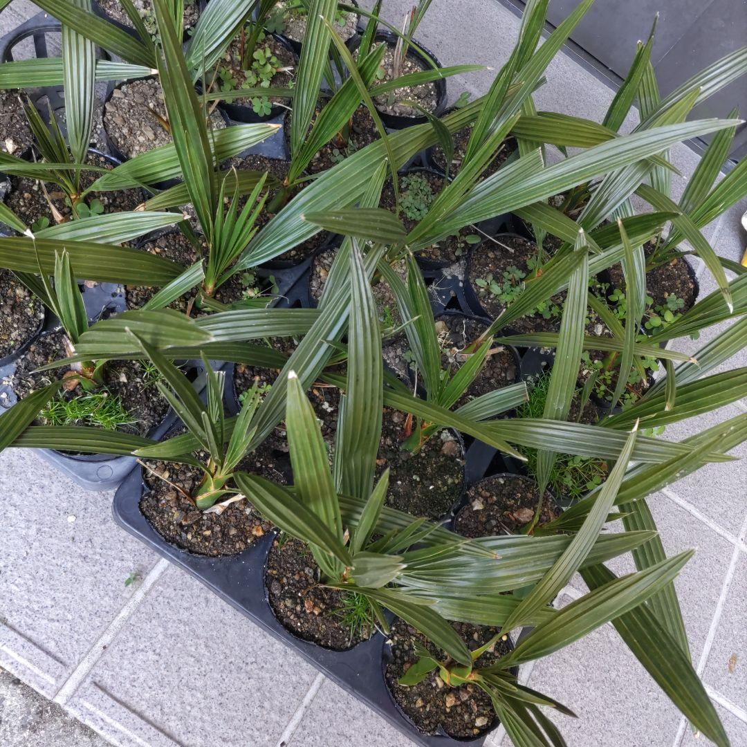 イエローグリーン　カナリーヤシの苗