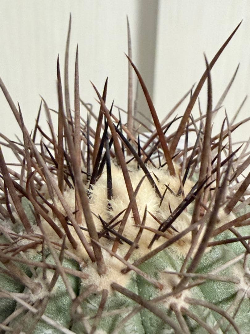 コピアポアカルデラナ 実生