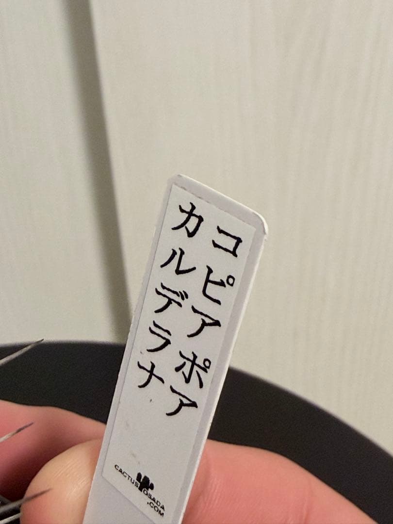 コピアポアカルデラナ 実生