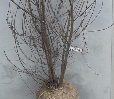 《現品》山法師(ヤマボウシ)株立ち　樹高1.6ｍ（根鉢含まず）18【苗木/植木】