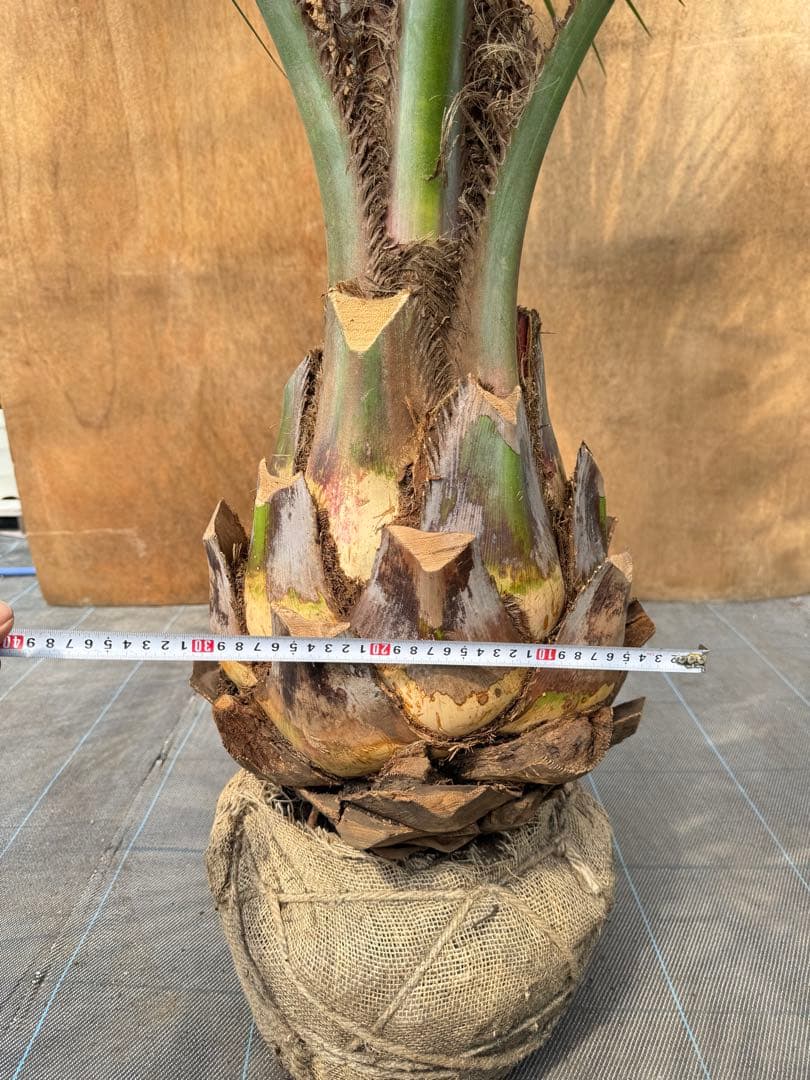 ココスヤシシルバーリーフ【極太】葉先200cm幹回り110cm 幹高50cm