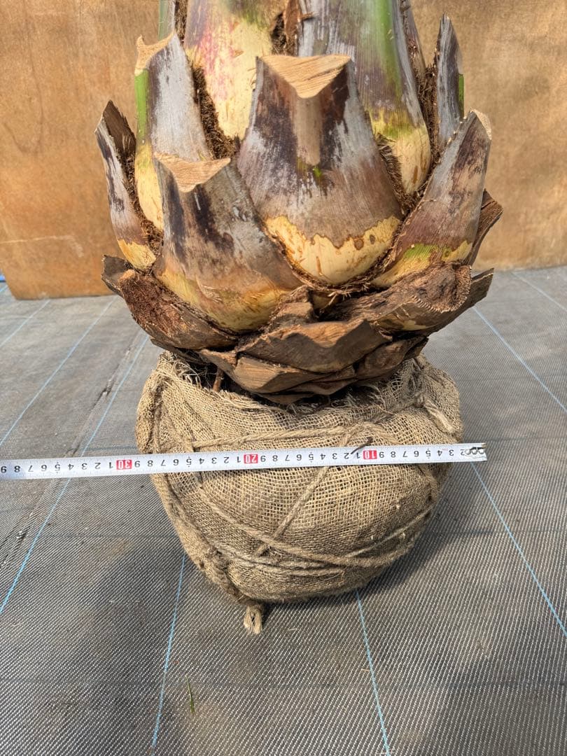 ココスヤシシルバーリーフ【極太】葉先200cm幹回り110cm 幹高50cm