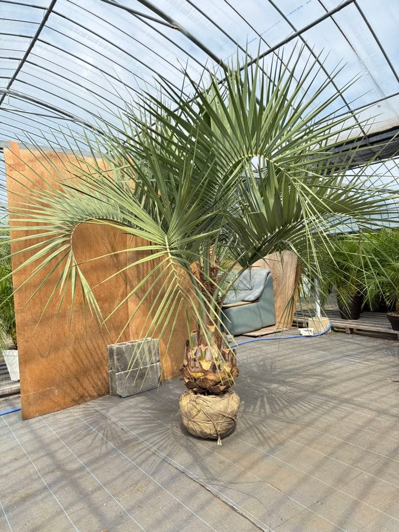 ココスヤシシルバーリーフ【極太】葉先200cm幹回り110cm 幹高50cm