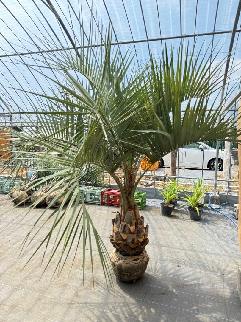 ココスヤシシルバーリーフ【極太】葉先200cm幹回り110cm 幹高50cm