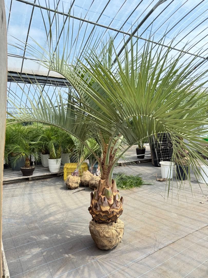 ココスヤシシルバーリーフ【極太】葉先200cm幹回り110cm 幹高50cm