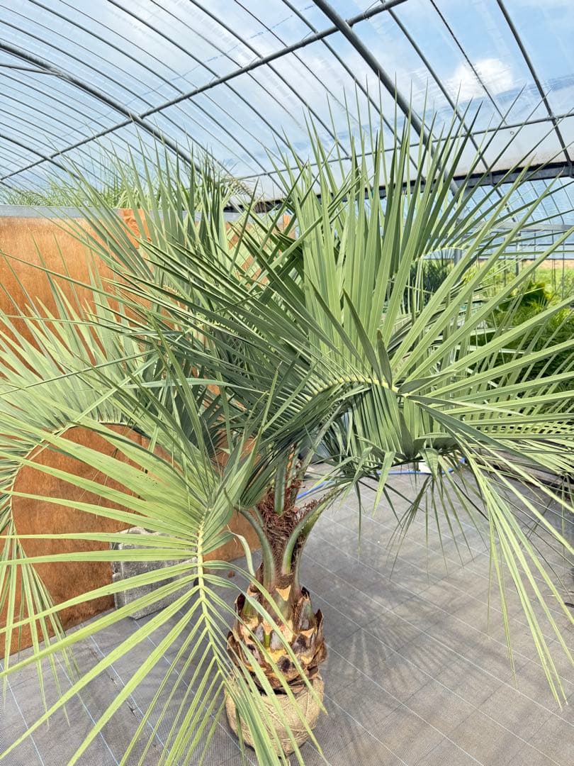 ココスヤシシルバーリーフ【極太】葉先200cm幹回り110cm 幹高50cm