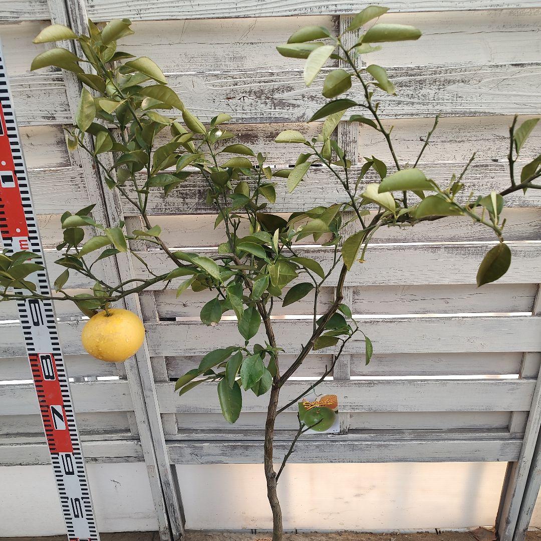 スイーティー 5年生 ラスト1本