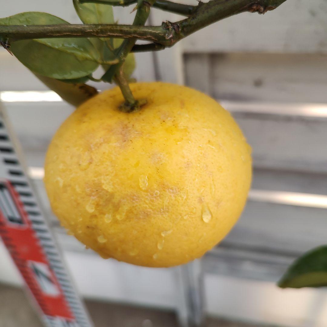 スイーティー 5年生 ラスト1本