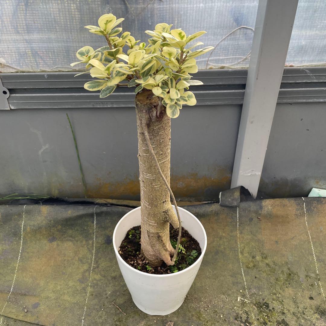 パンダガジュマル　斑入り　白葉　接木　5号サイズ