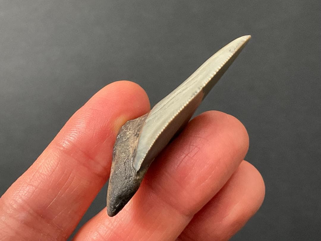 メガロドン 化石 [MG218] サメ 歯