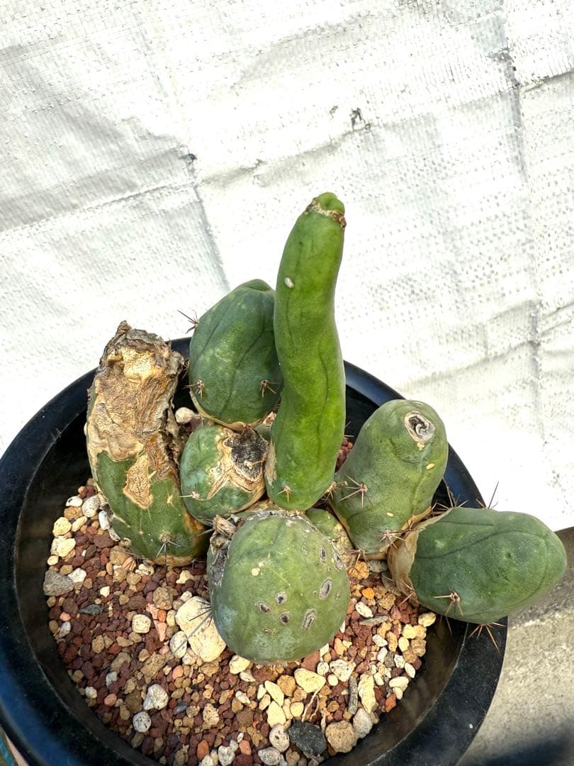 ❣️サボテン 成程柱 レア❣️