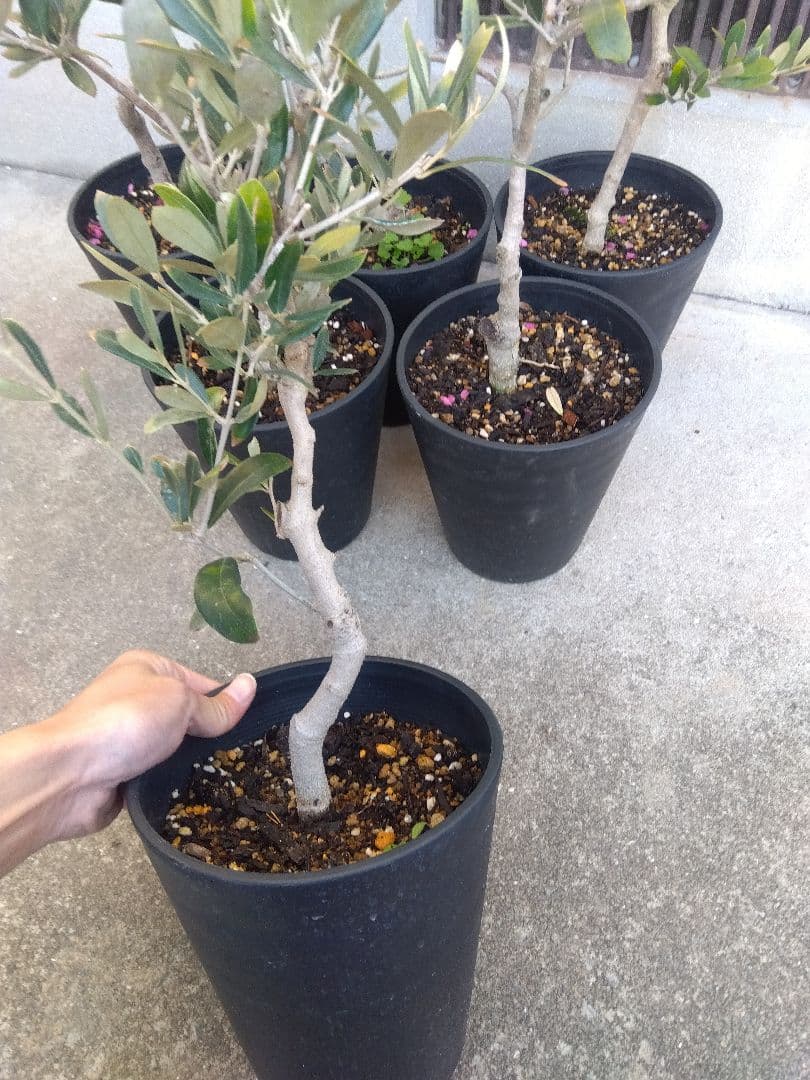 オリーブ　盆栽　古木　6号鉢つき　6鉢セット❗　あ