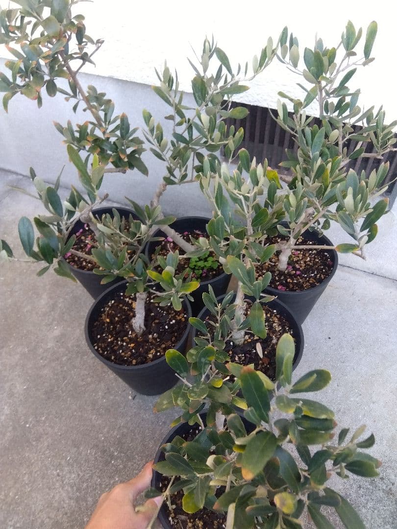 オリーブ　盆栽　古木　6号鉢つき　6鉢セット❗　あ