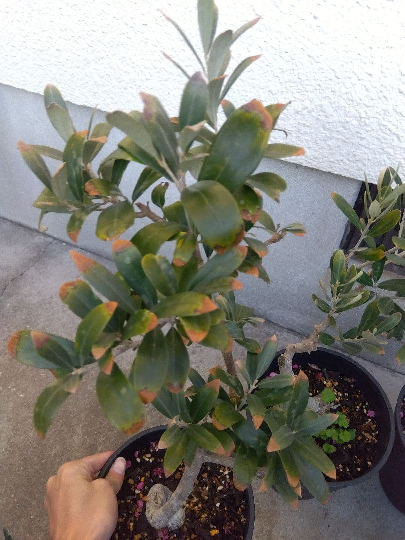 オリーブ　盆栽　古木　6号鉢つき　6鉢セット❗　あ