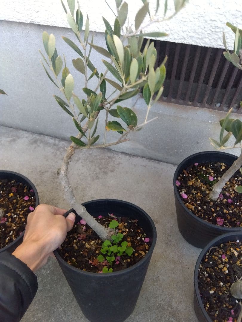 オリーブ　盆栽　古木　6号鉢つき　6鉢セット❗　あ