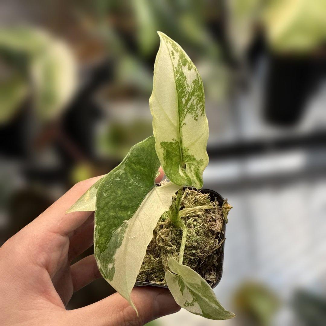 格安 アロカシア ラウテルバキアナ アルボ