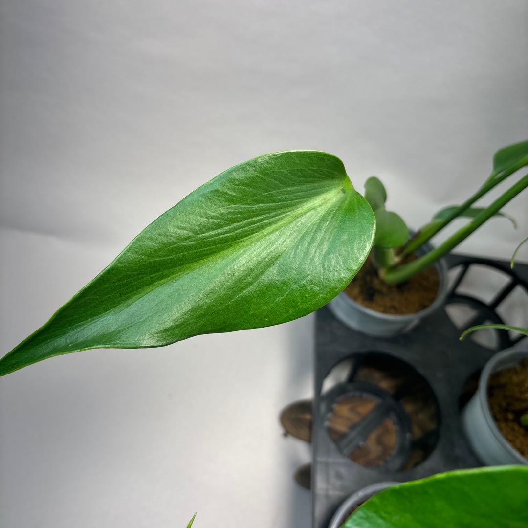 S*T様 5株セットms37モンステラ バールマルクスフレーム