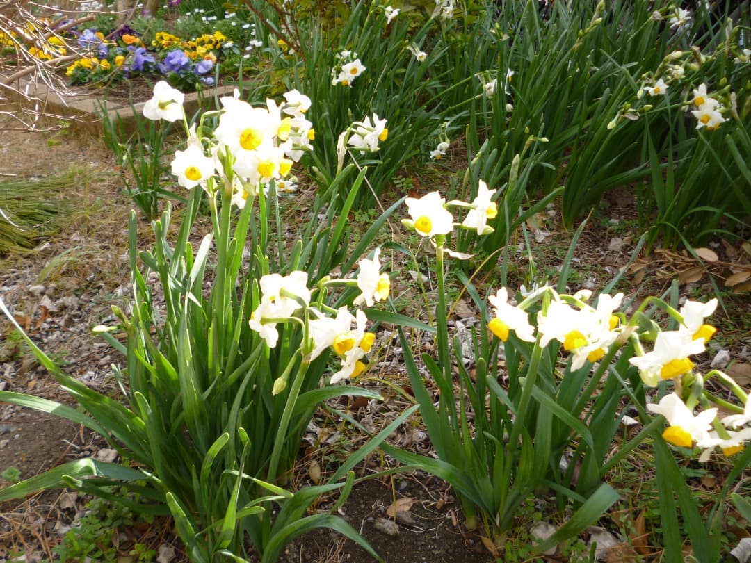 実写美⭕️【動作確認済】LUMIX DMC-FH5 デジカメ パープル