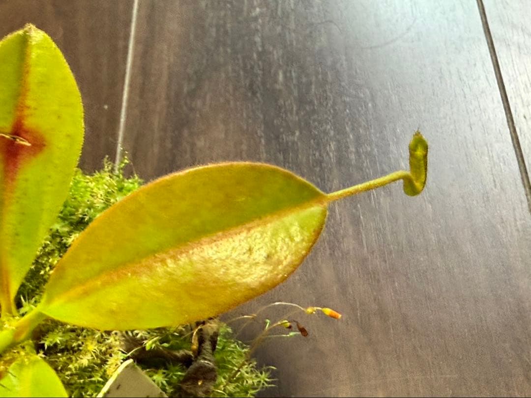 食虫植物N. rajah x macrophylla #NNN