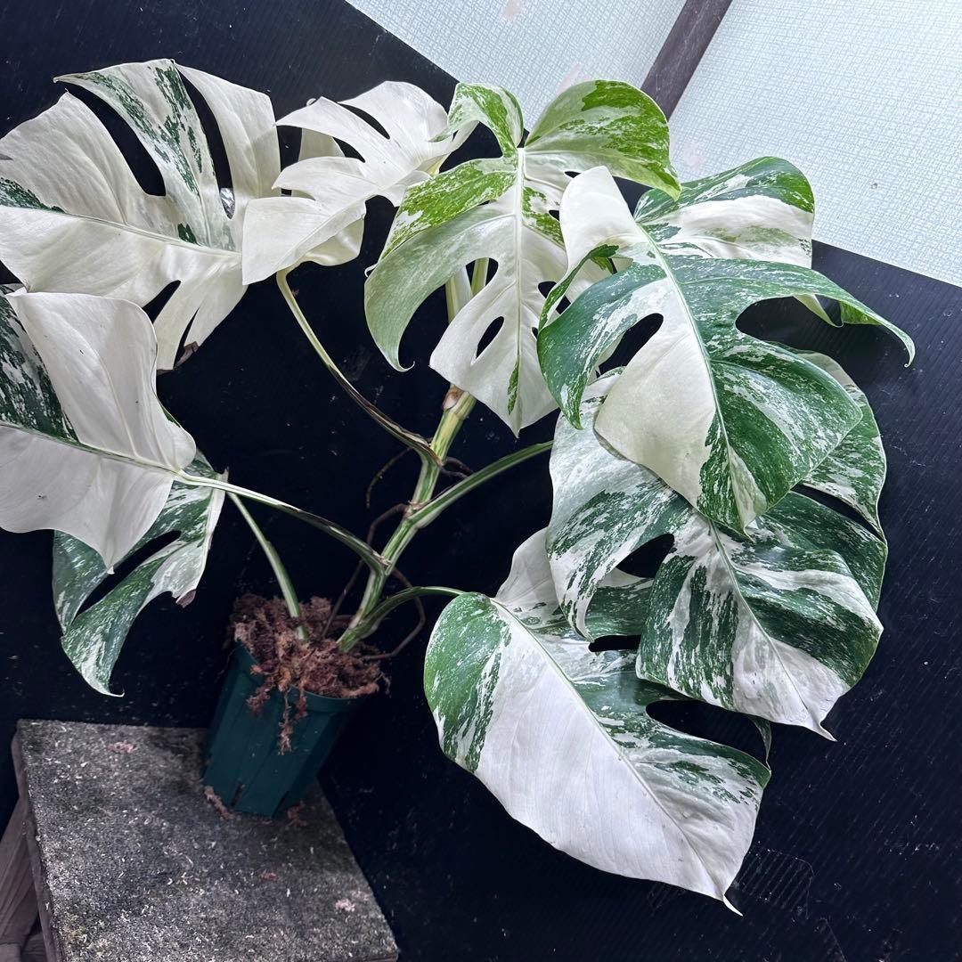 S*n様 斑入りモンステラ ホワイトタイガー極美大株74cm白斑多