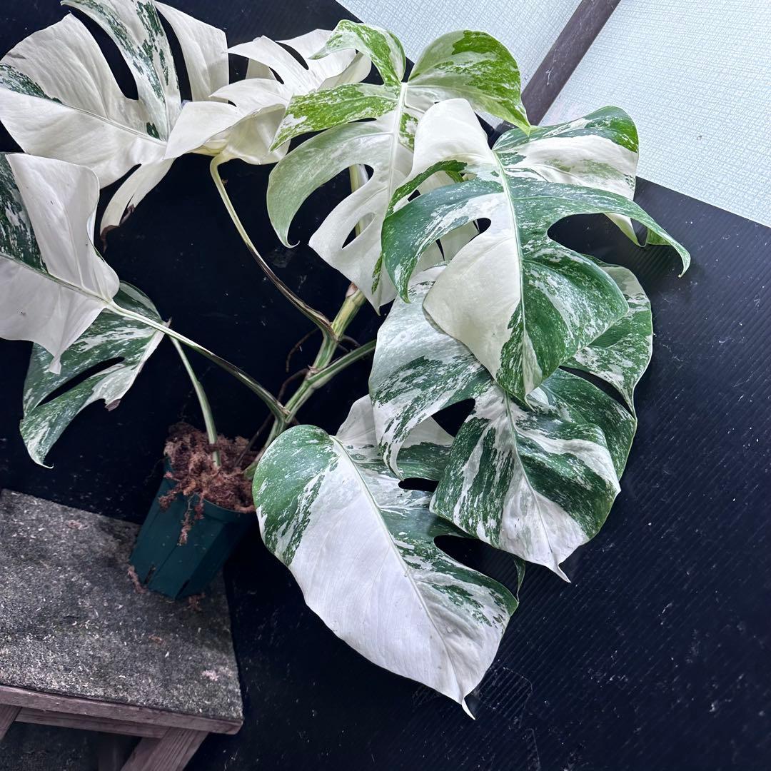 S*n様 斑入りモンステラ ホワイトタイガー極美大株74cm白斑多