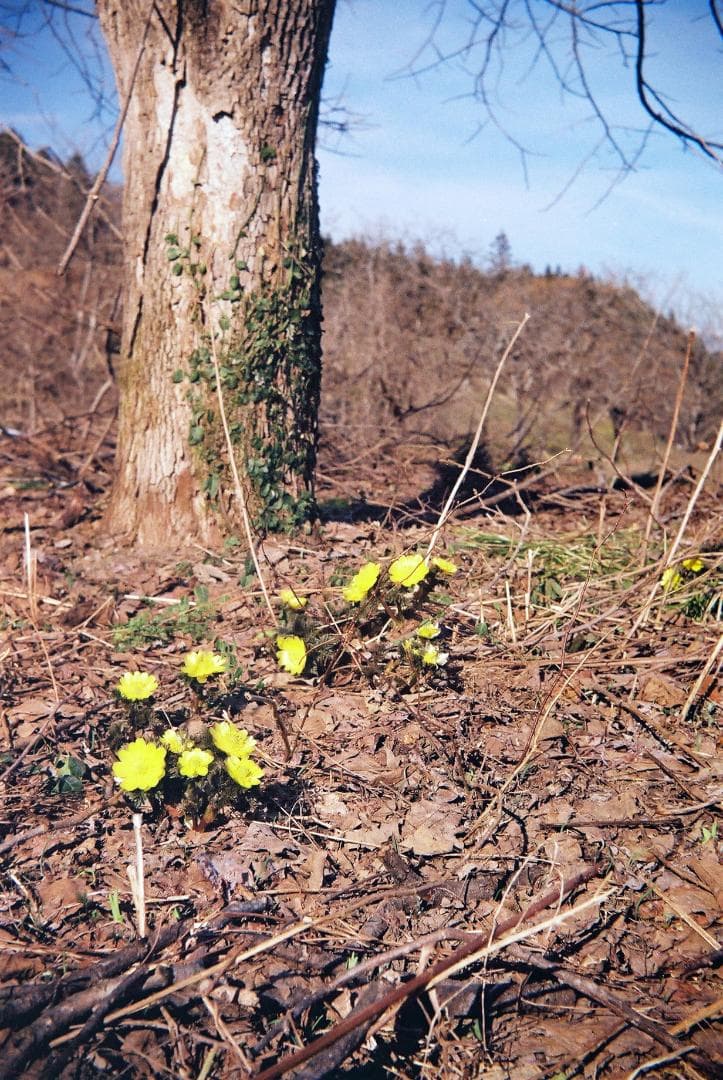 アグファ ジレッテ／カラーアグナー45mmf3.5革ケース付【実写確認済整備品】