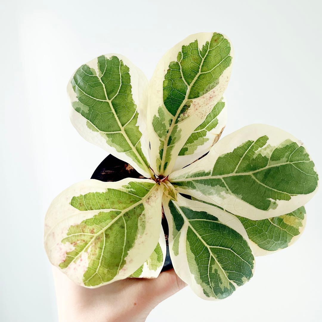 超希少 フィカスリラータ イヴォンヌ 斑入りカシワバゴム 観葉植物 calm
