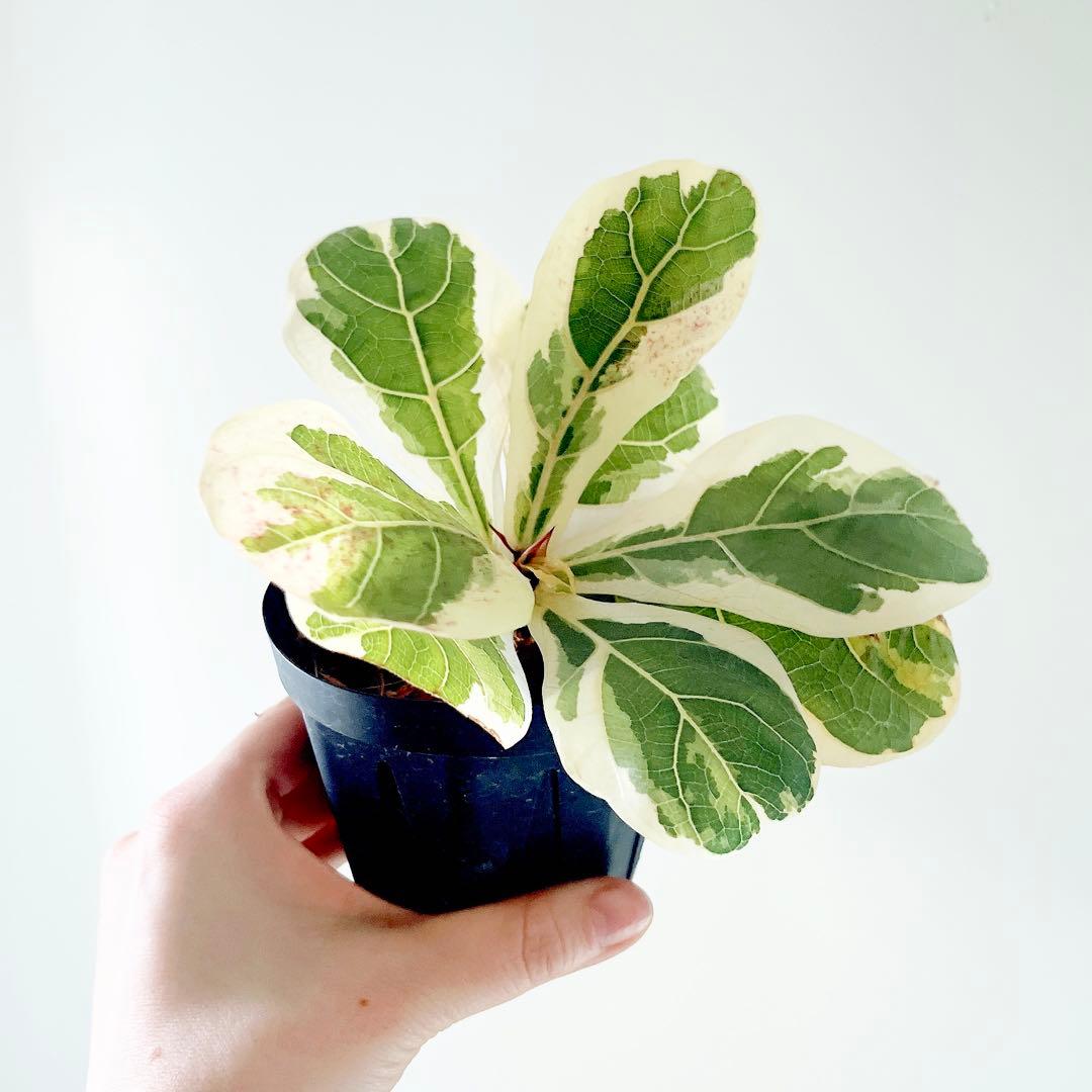 超希少 フィカスリラータ イヴォンヌ 斑入りカシワバゴム 観葉植物 calm