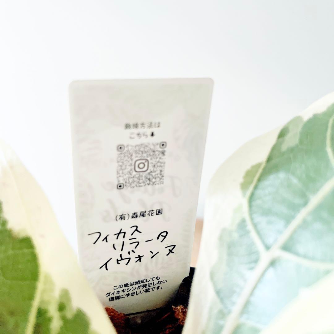 超希少 フィカスリラータ イヴォンヌ 斑入りカシワバゴム 観葉植物 calm