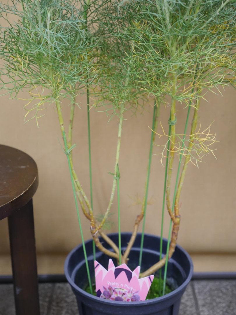 セルリア　ブラッシングブライト　ピンク　7号鉢　約８５センチ　1