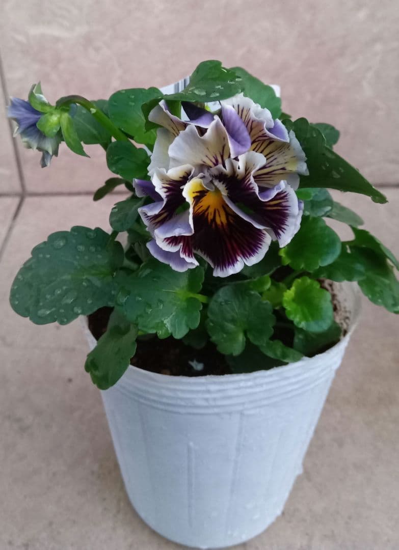 松原園芸　パンジー　アンティークラッフル　ポット苗