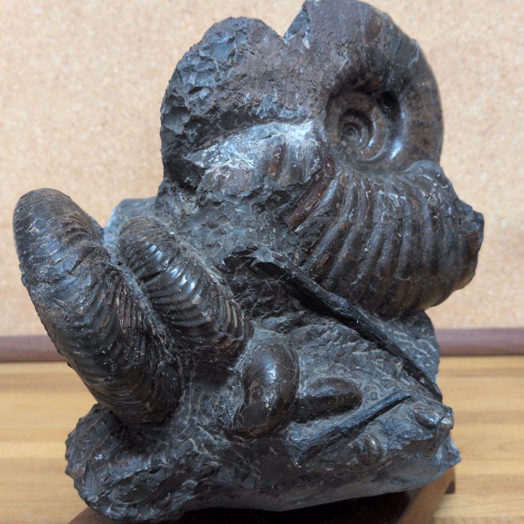 アンモナイト化石 (447)木製台座付き