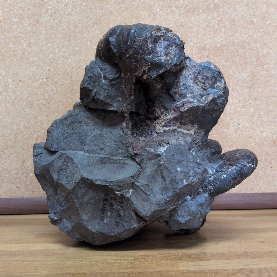 アンモナイト化石 (447)木製台座付き