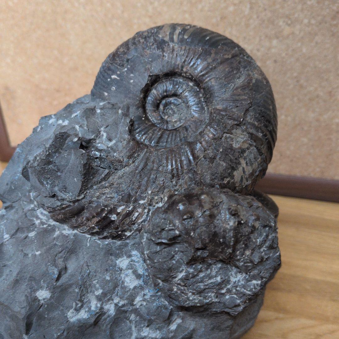アンモナイト化石 (447)木製台座付き
