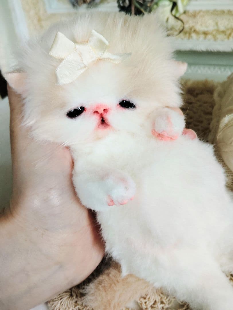 子猫ベビー♡お腹ぽっこりちゃん♡アートドール♡ぬいぐるみ♡